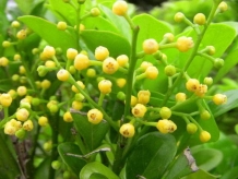 米蘭光長(zhǎng)葉子不開(kāi)花怎么辦？